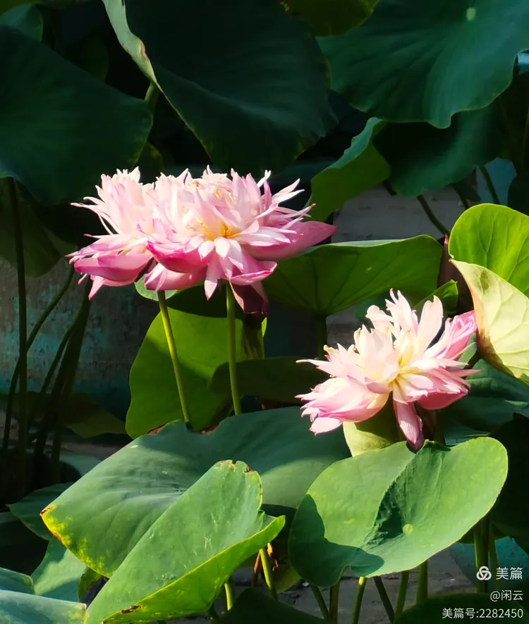 莲花池公园第二十五届荷花节,2025年7月4日